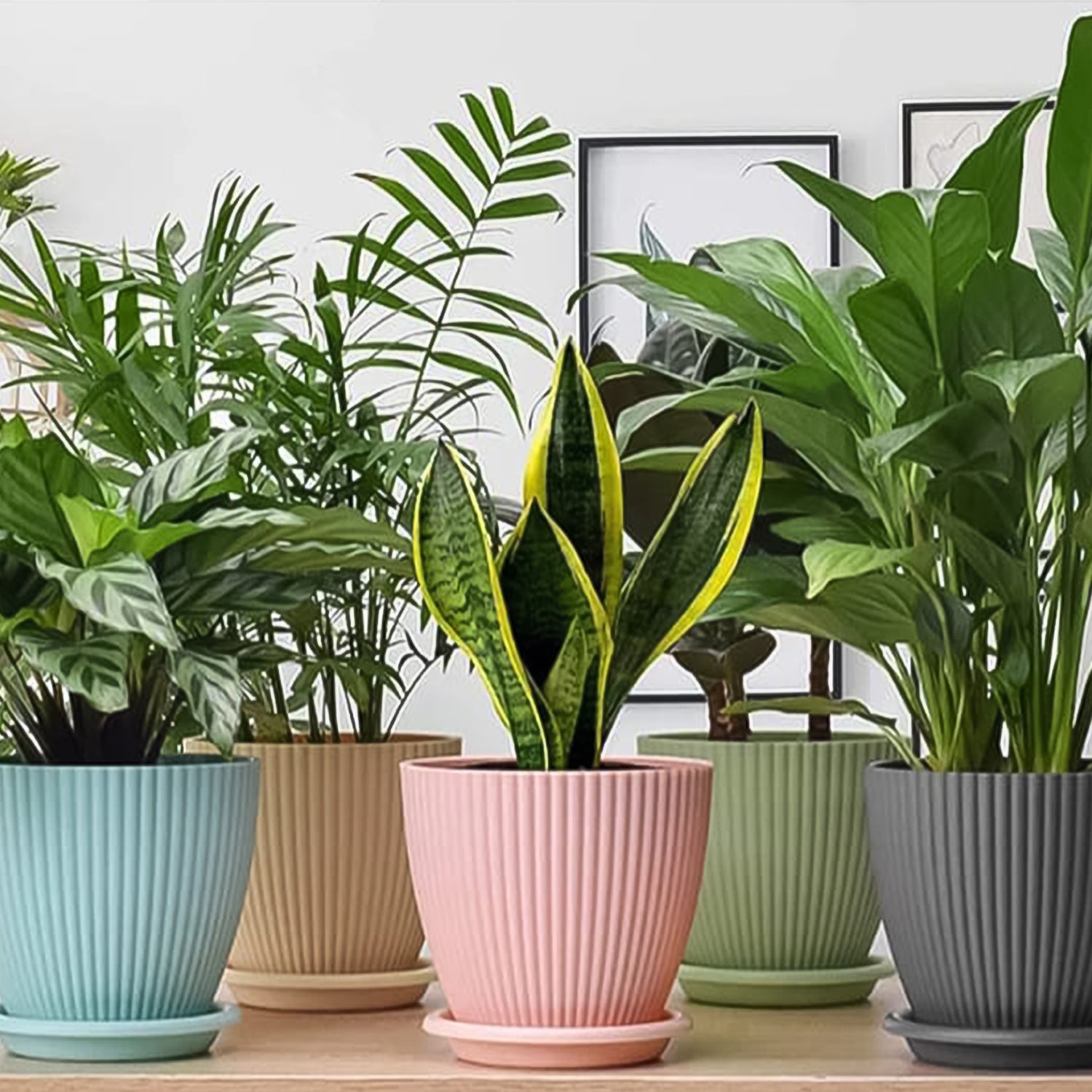 Round Plastic Flower Pot with Bottom Tray (5 Pcs Set / With Color Box) - Shivani Jaswal Round Plastic Flower Pot with Bottom Tray (5 Pcs Set / With Color Box)