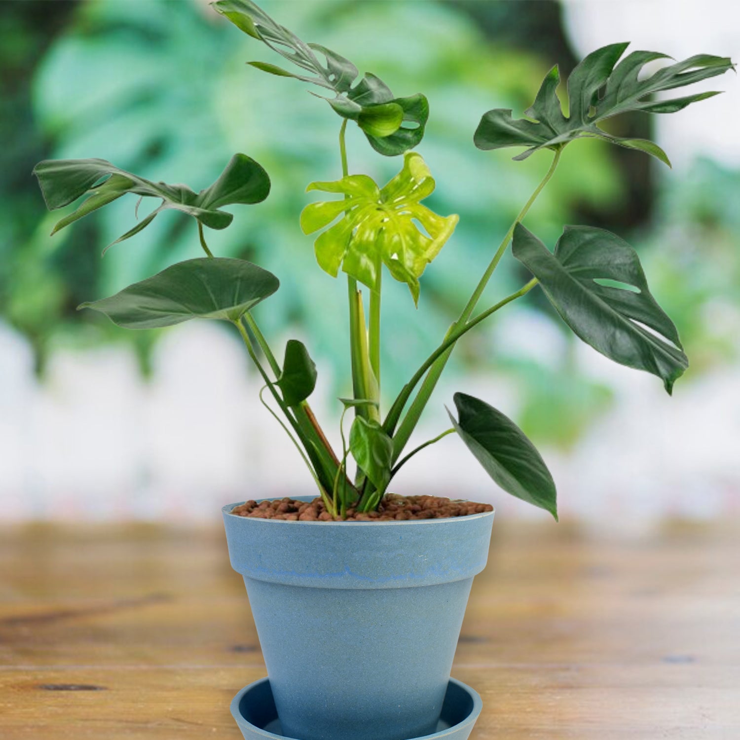 Heavy Plastic Flower pots With Tray (1 Pc) - Shivani Jaswal Heavy Plastic Flower pots With Tray (1 Pc)