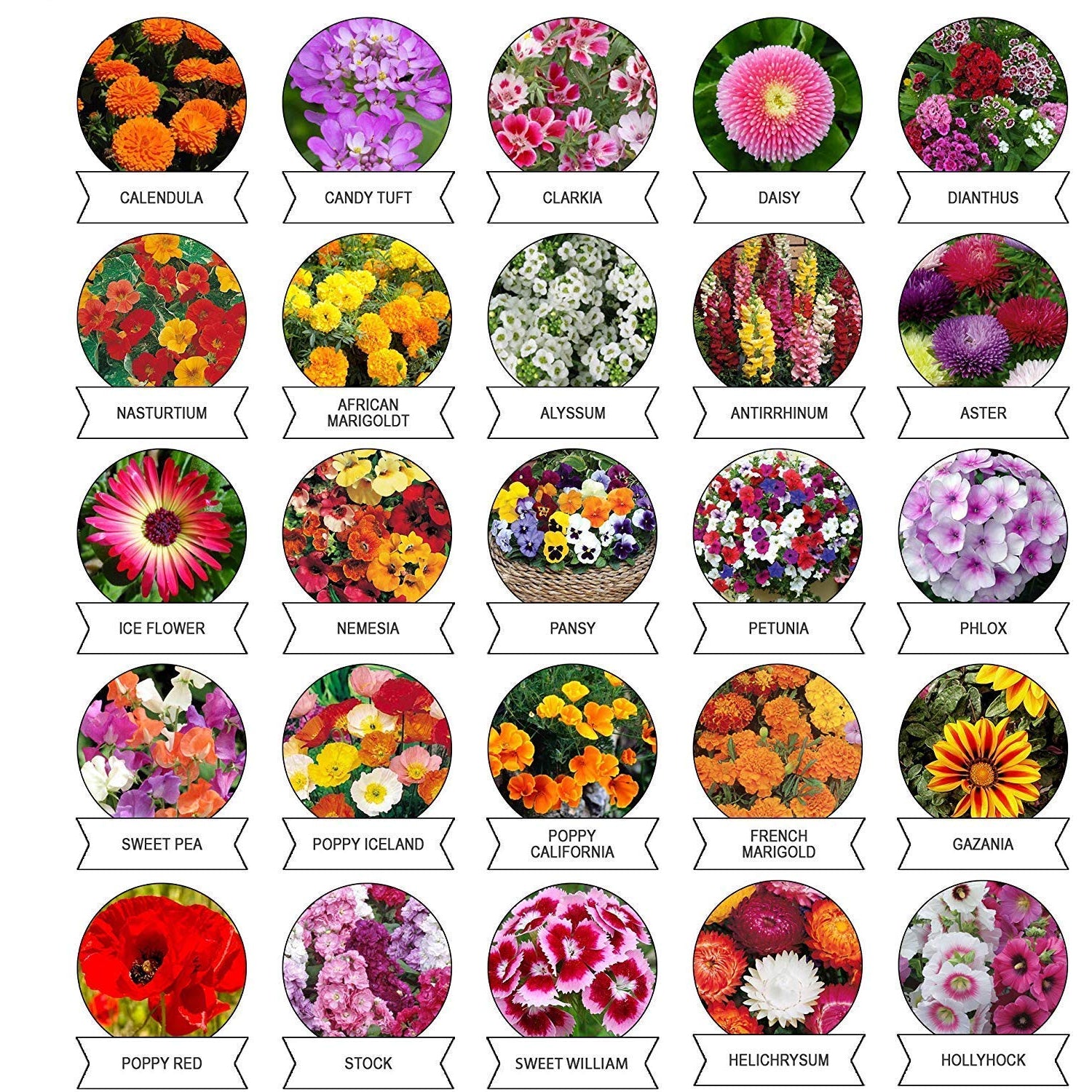 Seeds 20 Varieties of Flower Seeds Combo (1 Pkt / 20 Varieties) - Shivani Jaswal Seeds 20 Varieties of Flower Seeds Combo (1 Pkt / 20 Varieties)