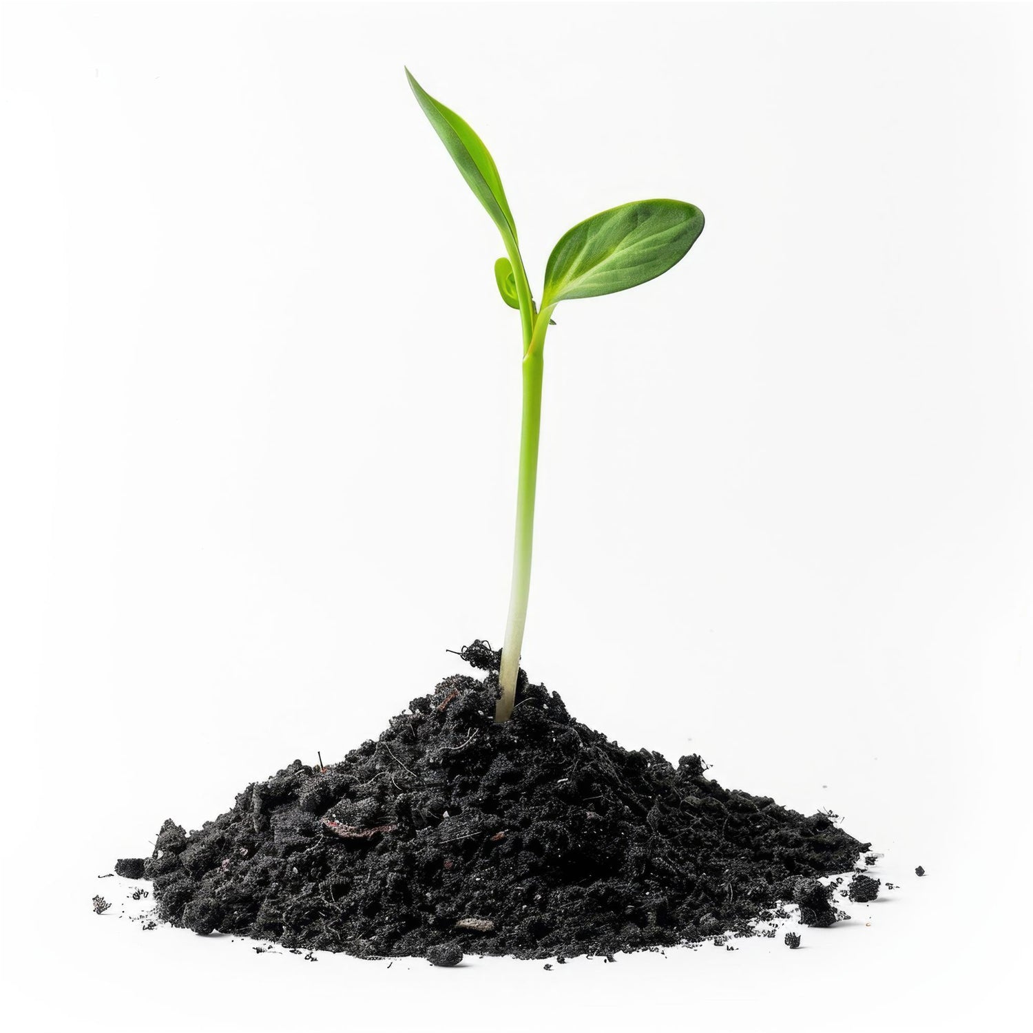 Organic Vermicompost Black Soil for Plants Health Manure (1 KG Approx) - Shivani Jaswal Organic Vermicompost Black Soil for Plants Health Manure (1 KG Approx)
